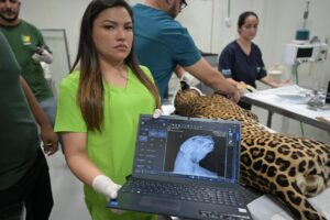 Imagem da notícia - Onça-pintada é resgatada após ser alvejada com mais de 30 chumbinhos no Rio Negro