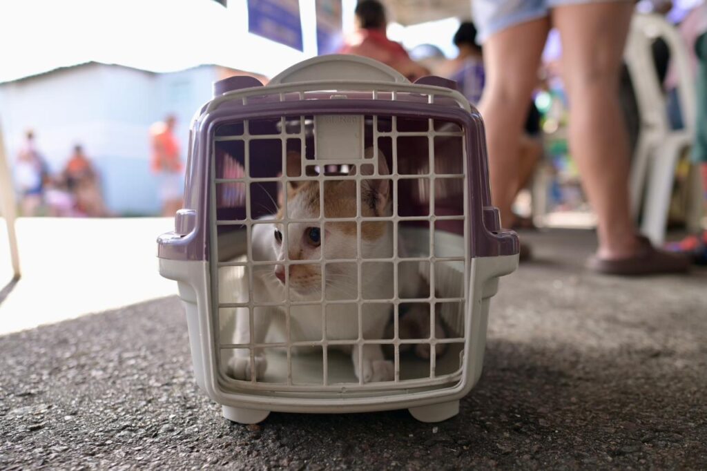 Divulgacao Sepet 1 6