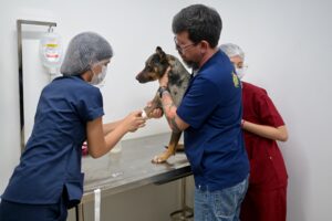 Imagem da notícia - Sepet socorre cachorro ferido após golpe de terçado na comunidade Nossa Senhora do Livramento