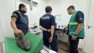 Imagem da notícia - Sepet resgata gata vítima de maus-tratos no Residencial Eliza Miranda, em Manaus