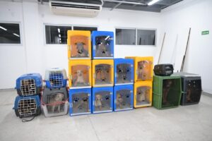 Imagem da notícia - Operação da Sepet-AM resgata 24 cachorros em situação de maus-tratos no bairro Flores, em Manaus