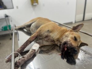 Imagem da notícia - Cadela ferida por “catolé” na virada do ano será operada no Hospital Público Veterinário sob cuidados da Sepet