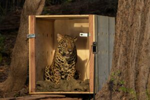 Imagem da notícia - Onça-pintada resgatada no meio do Rio Negro é devolvida à natureza após operação de 24 horas, no Amazonas