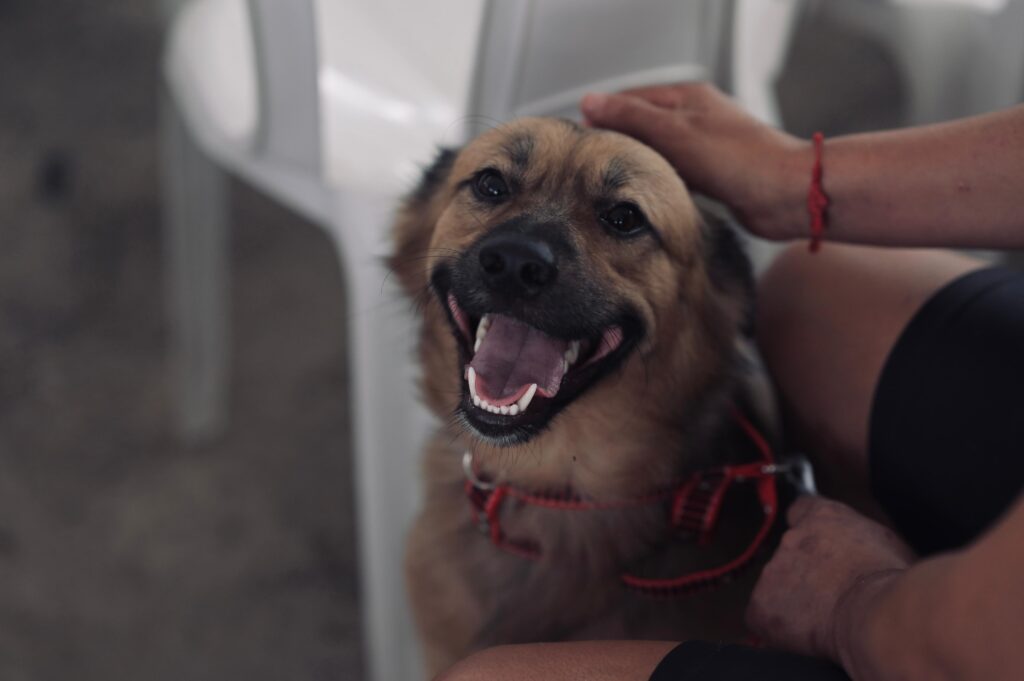 Sepet Divulgacao 1 6 scaled