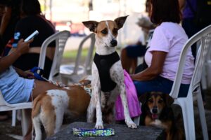 Miniatura: Castramóvel da Sepet abre agendamento para animais em Presidente Figueiredo