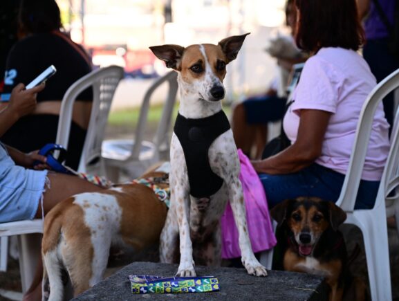 Castramóvel da Sepet abre agendamento para animais em Presidente Figueiredo