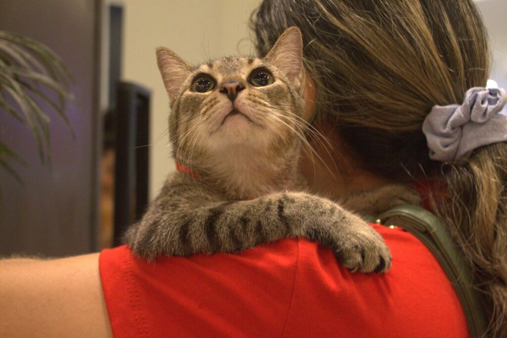 Sepet Divulgacao 3 2