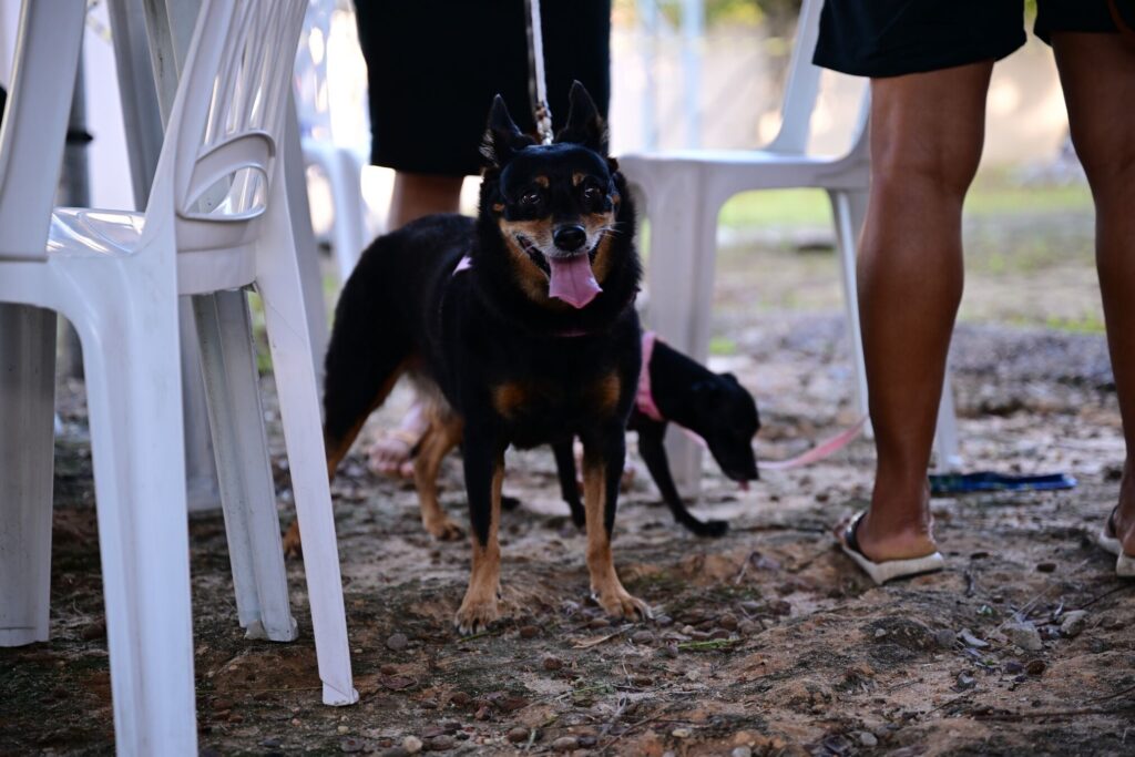 Sepet Divulgacao 3 3