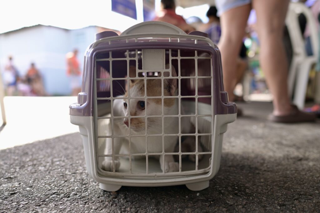 Sepet divulgacao 2 3