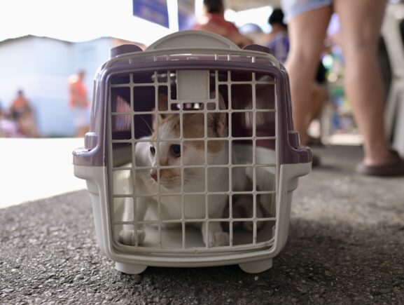 Castramóvel da Sepet realiza agendamentos para castração no Shopping Ponta Negra